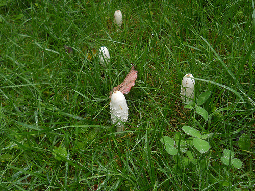 shaggy mane mushrooms