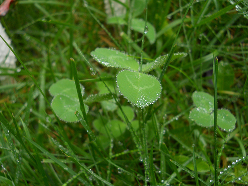 dewy clover
