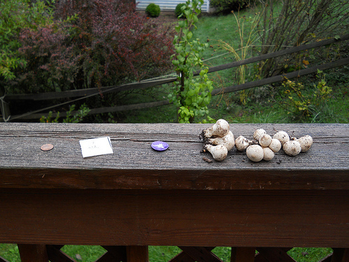 the morning's finds