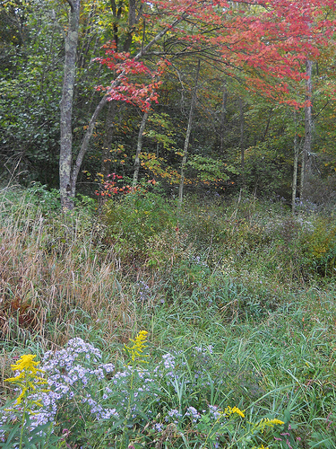 Autumn glory