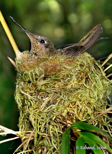 Firecrown hummingbird in nest. Copyright Felipe Rabanal