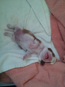 Day 7 Girl