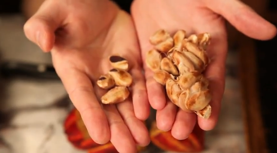 raw cocoa seeds