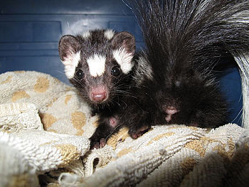 English: Western spotted skunk threatens to sp...