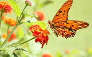 animals_widewallpaper_orange-butterfly_60165