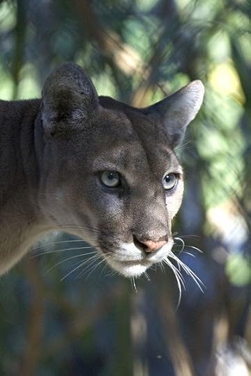 Harris Hawk Parabuteo unicinctus