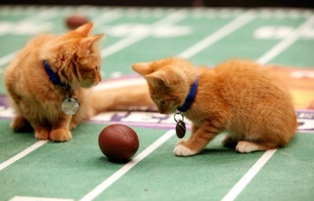 Super_Bowl_Cats