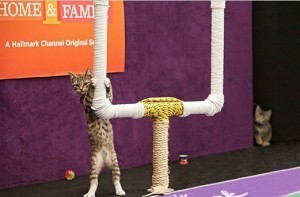 Kitten_Bowl