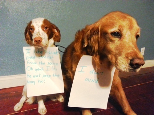Bo:  I like to drink pee straight from the source.  Oh yeah.  I like to eat <br />poop that way too!Axl:  I don't mind.