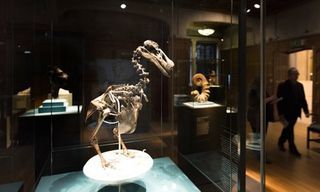 A-dodo-skeleton-on-show-i-011