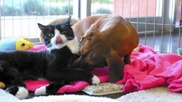 dog_adopts_paralyzed_cat