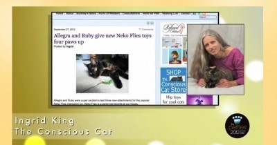 2012 Petties Best Cat Blog