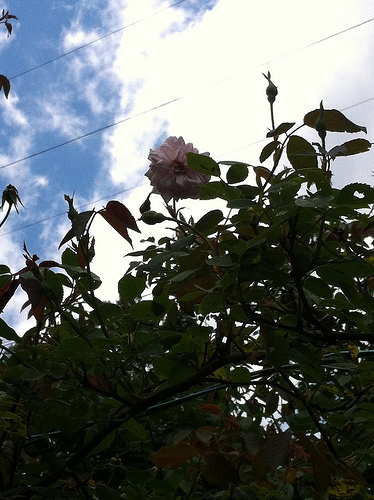 Giant rose tree finally blooms