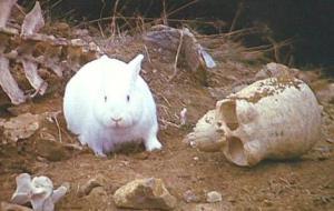 Killer Rabbit of Caerbannog