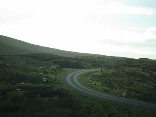 63-Shetland-sheep_4787