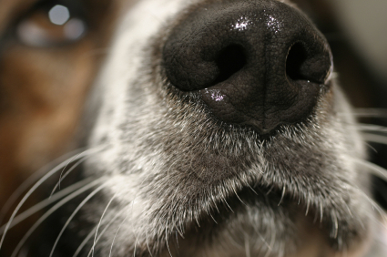 Smell