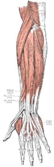 forearm-muscles