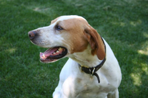 Dusty Boy, a lovable knucklehead. 