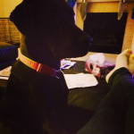 Sophie needs attention.