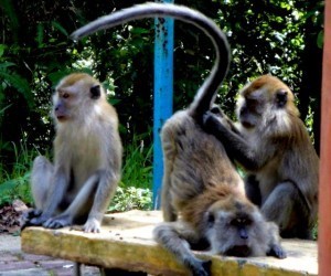 monkey 2