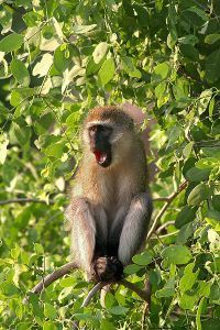 400px-Vervet_yawn