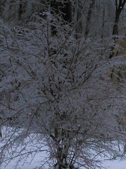 ice on bush