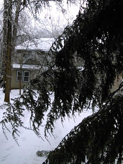 ice weighs down branches