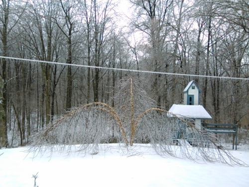 ice on our beautiful birch