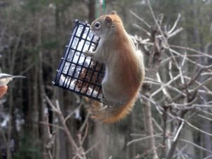 Squirrel on Feeder