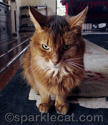 I am airing grievances and it is not even Festivus!