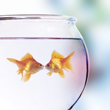 Goldfish Kissing
