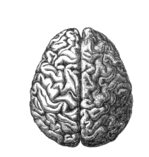 human_brain