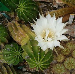 Photos by German botanist, BotBin, from the Botanical Gardens in Berlin, via Wikimedia Commons