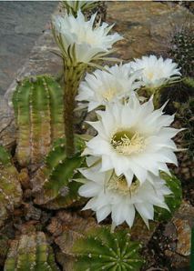 Night flowering Cactus 2--256px-Echinopsis_eyriesii_HabitusFlowers_BotGardBln0806a
