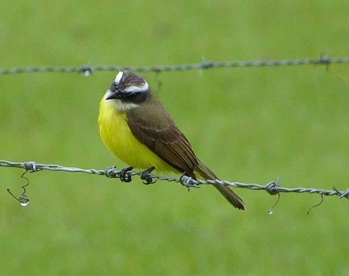 SocialFlycatcher