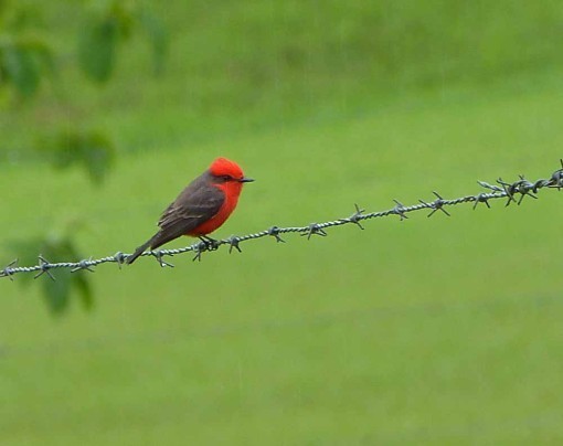 VermilionFlycatcher