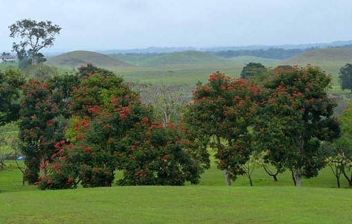 AfricanTulipsGallonJug