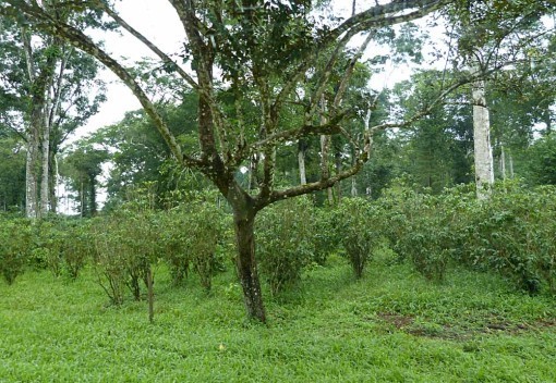 CoffeeGrove