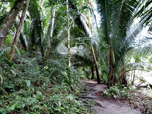 RiverTrail