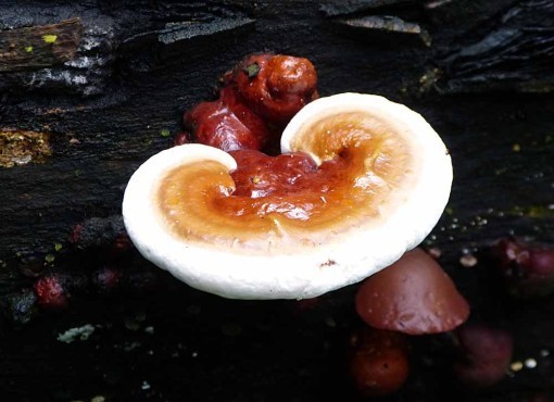Fungus