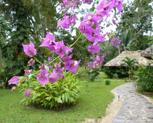 FlowersWalkway