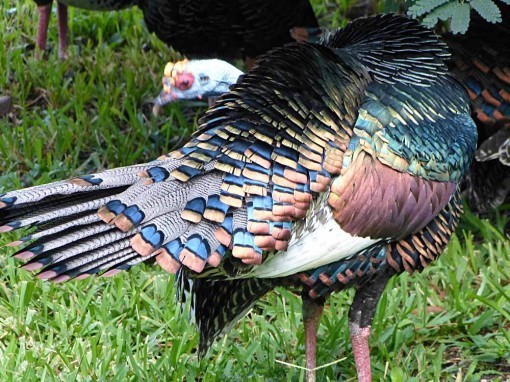 TurkeyPreening