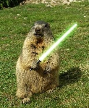 Groundhog_jedi