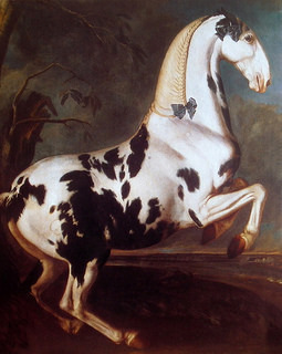 Hamilton The Piebald Stallion at the Eisgruber Stud 348