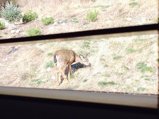 deer winter 5