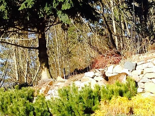 deer winter 2