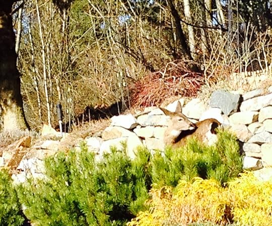 deer winter 1