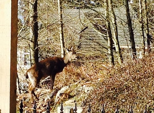 deer winter mama 2