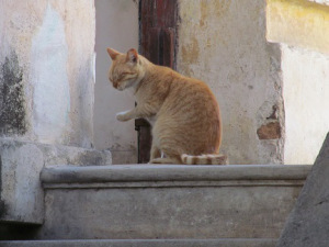 2012-01-23 MEXICO 245