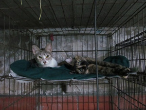 Kitties at Amigos de los Animales